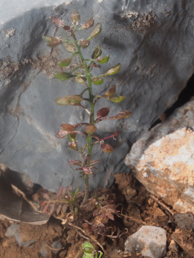 Hornungia petraea photo 7