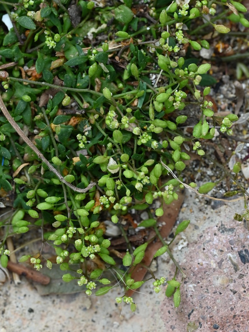 Prostrate Hutchinsia photo 3