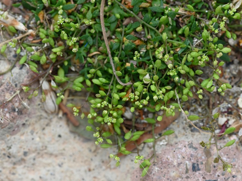 Prostrate Hutchinsia photo 4