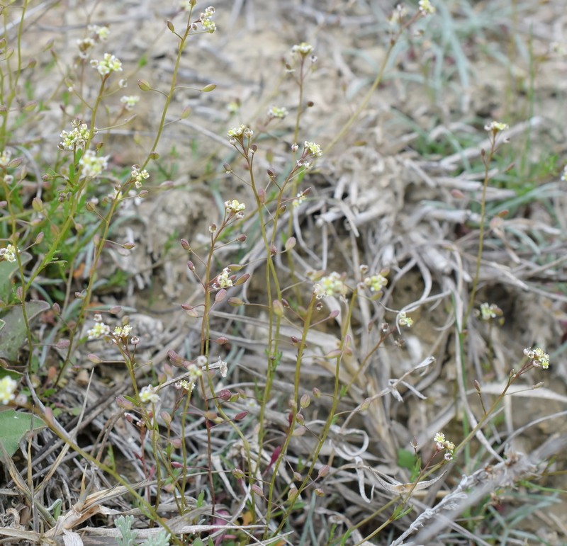 Prostrate Hutchinsia photo 4