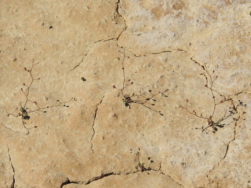 Prostrate Hutchinsia photo 5