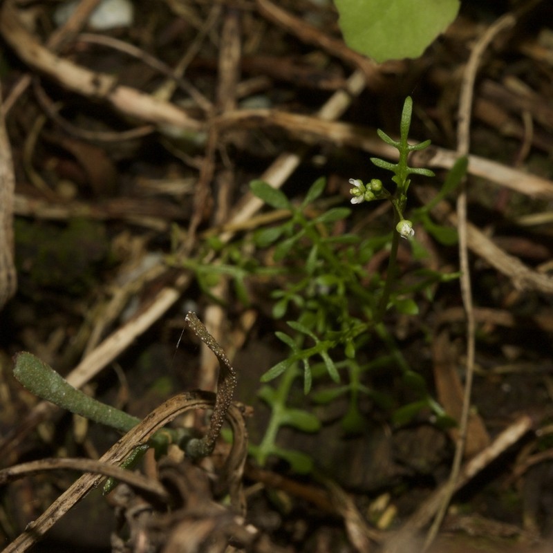 Prostrate Hutchinsia photo 8