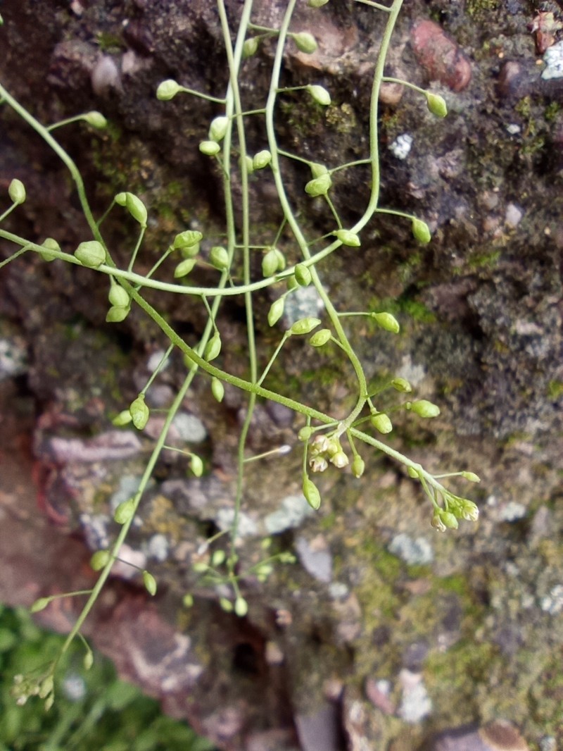 Hornungia procumbens subsp. procumbens
