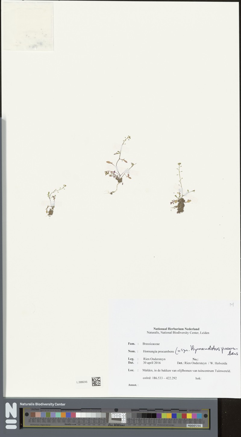 Hornungia procumbens subsp. procumbens photo 2