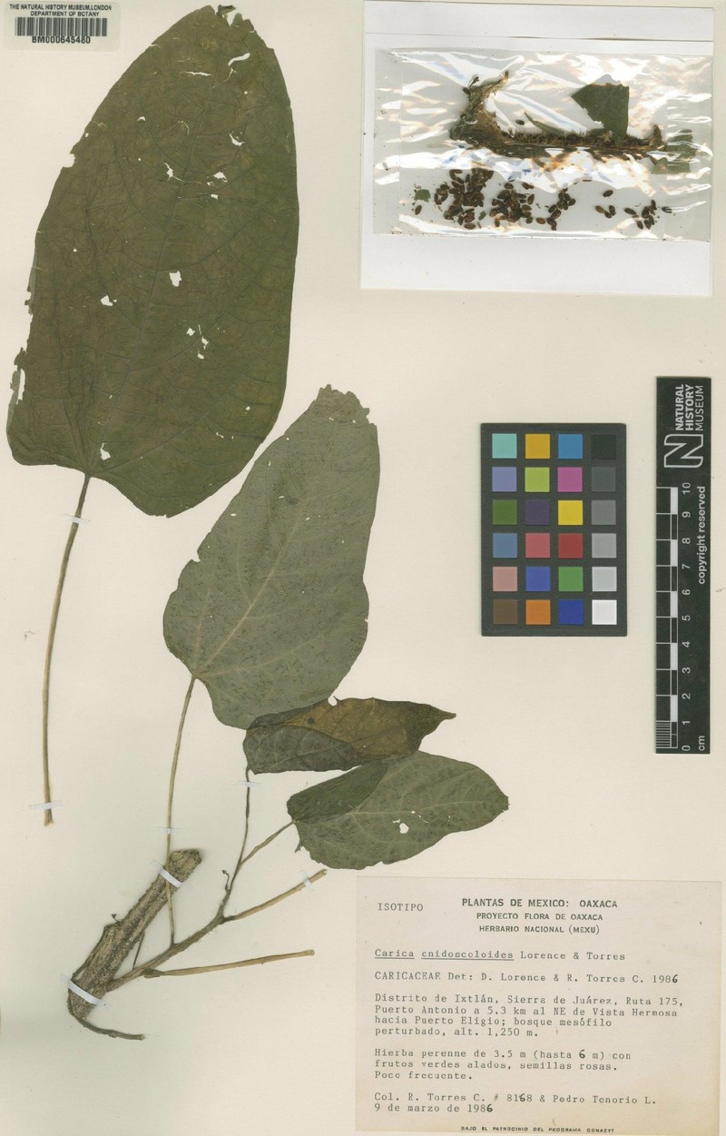 Horovitzia cnidoscoloides