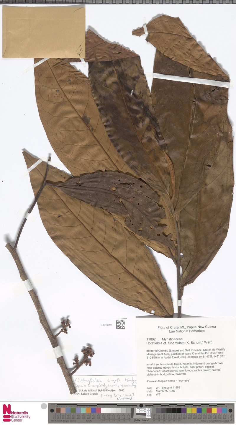 Horsfieldia ampla