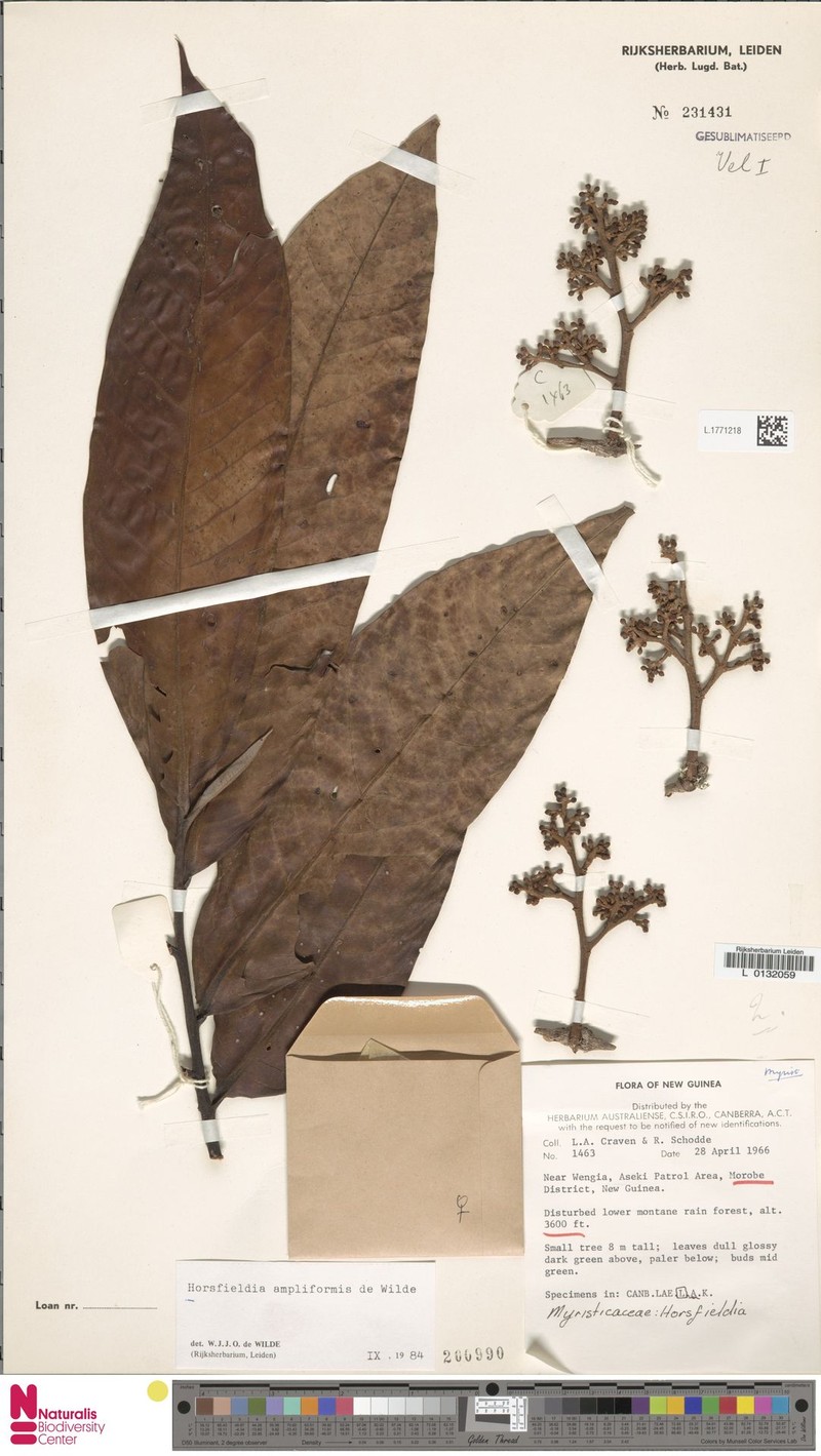 Horsfieldia ampliformis