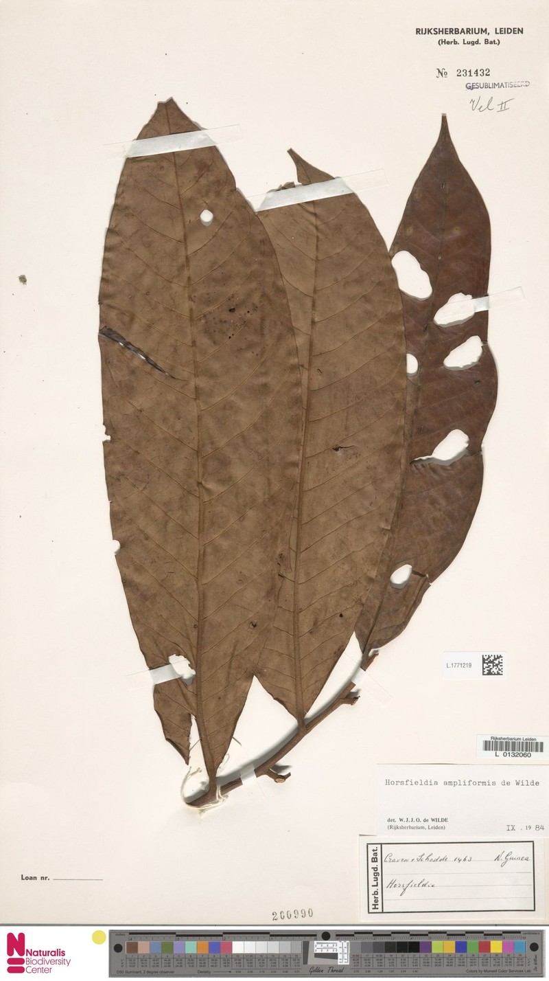 Horsfieldia ampliformis photo 2