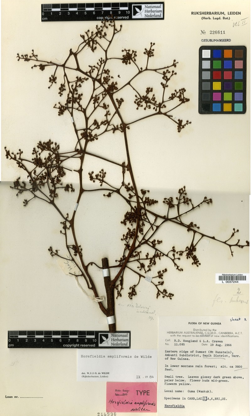Horsfieldia ampliformis photo 4