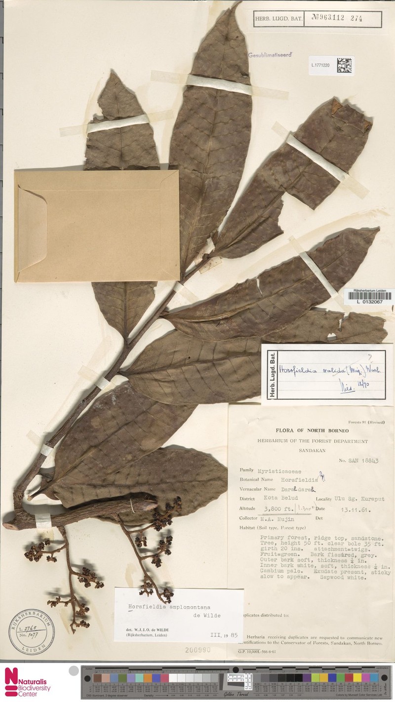 Horsfieldia amplomontana