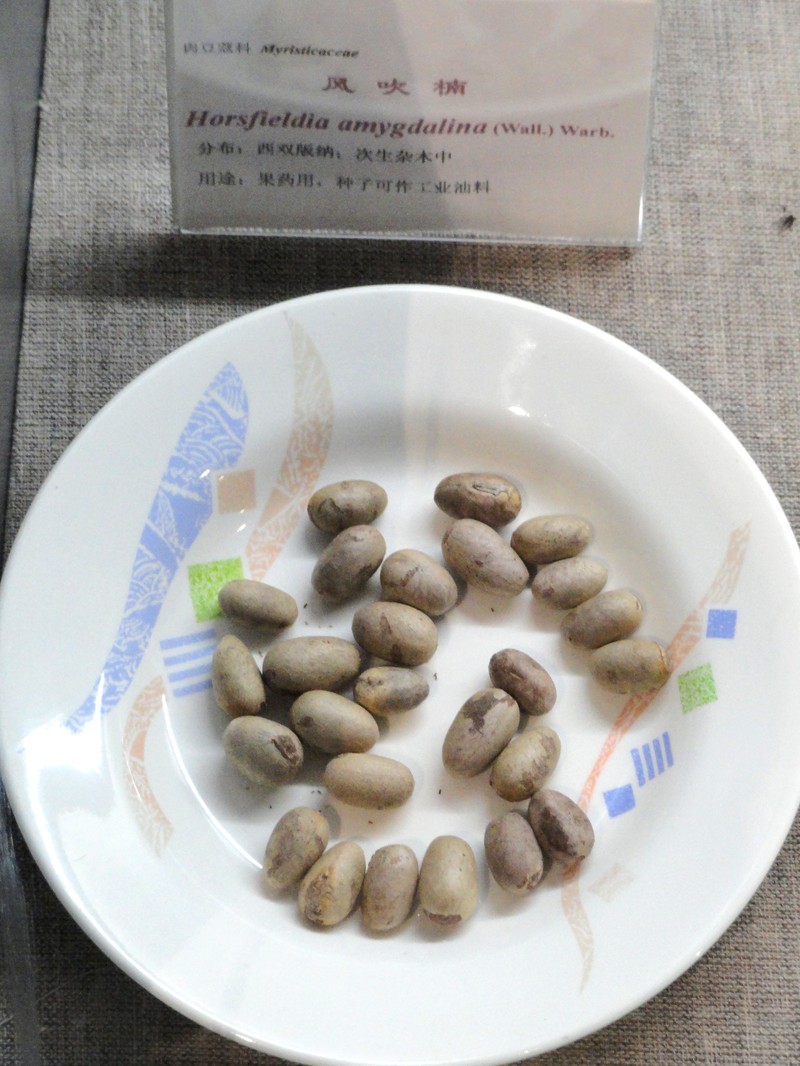 Horsfieldia amygdalina