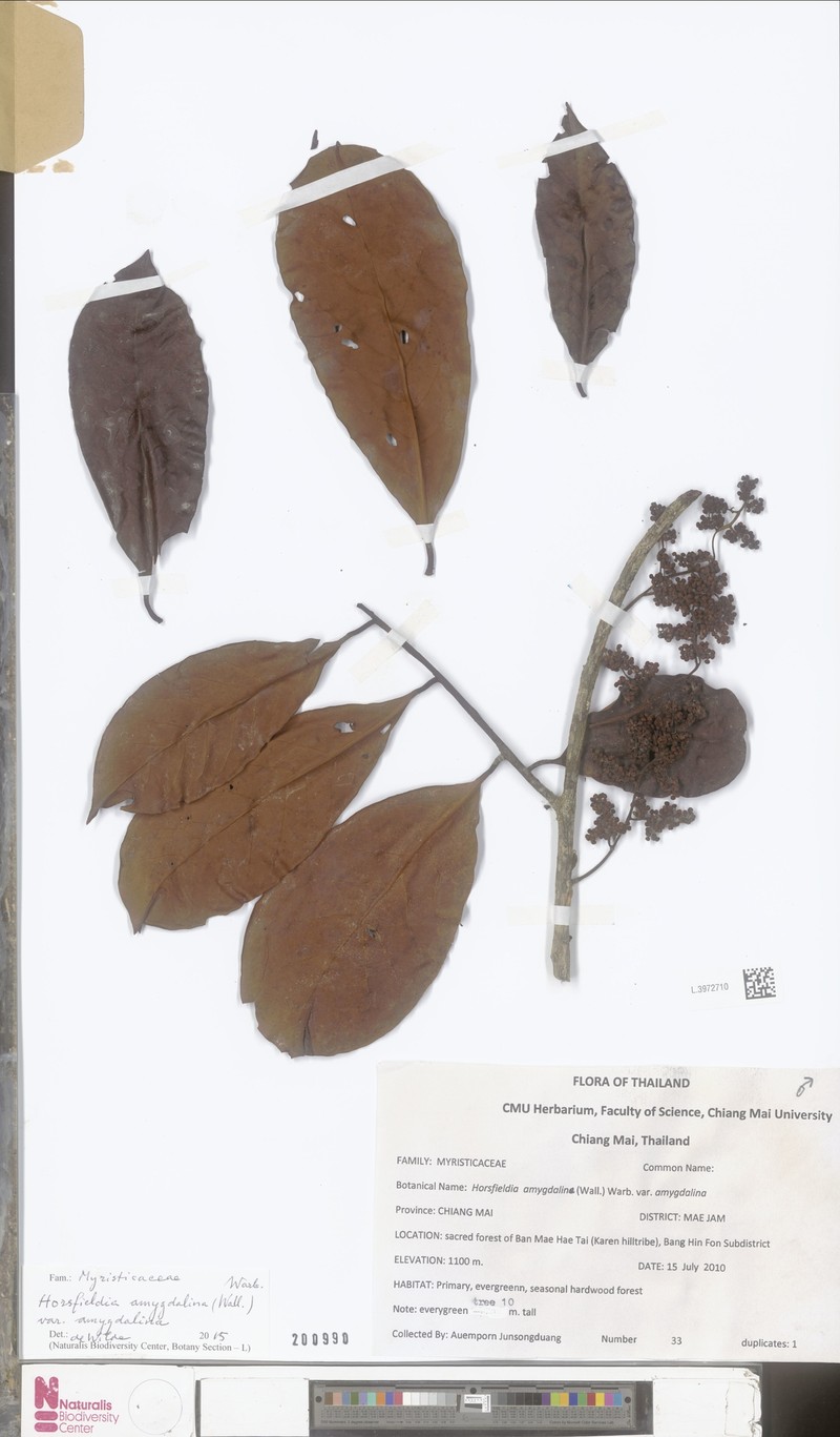Horsfieldia amygdalina var. amygdalina