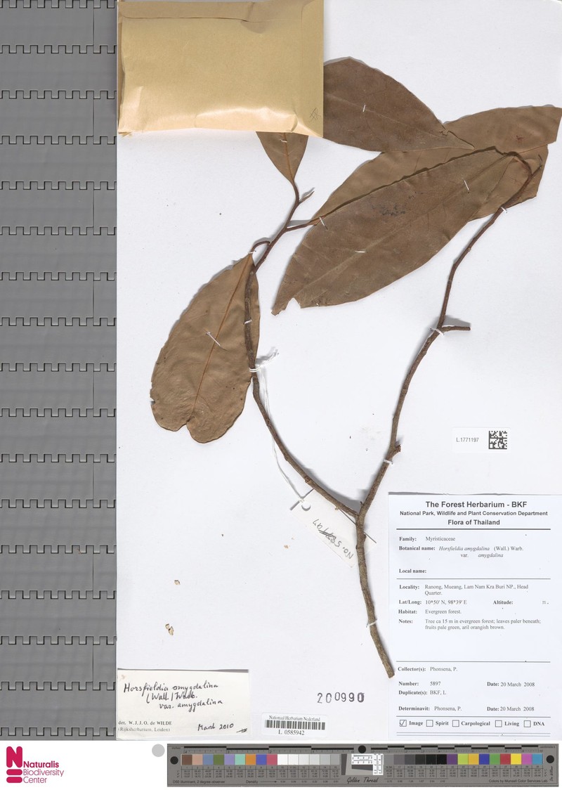 Horsfieldia amygdalina var. amygdalina photo 2