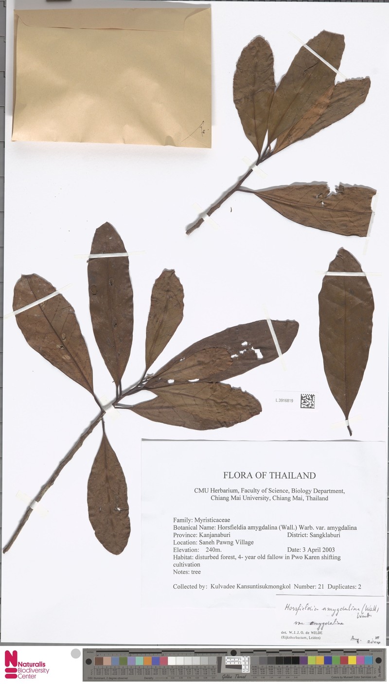 Horsfieldia amygdalina var. amygdalina photo 3
