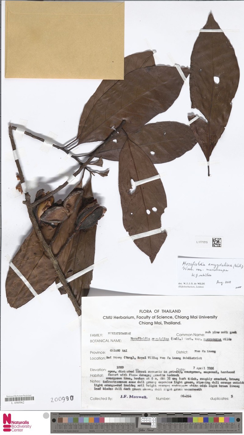 Horsfieldia amygdalina var. macrocarpa