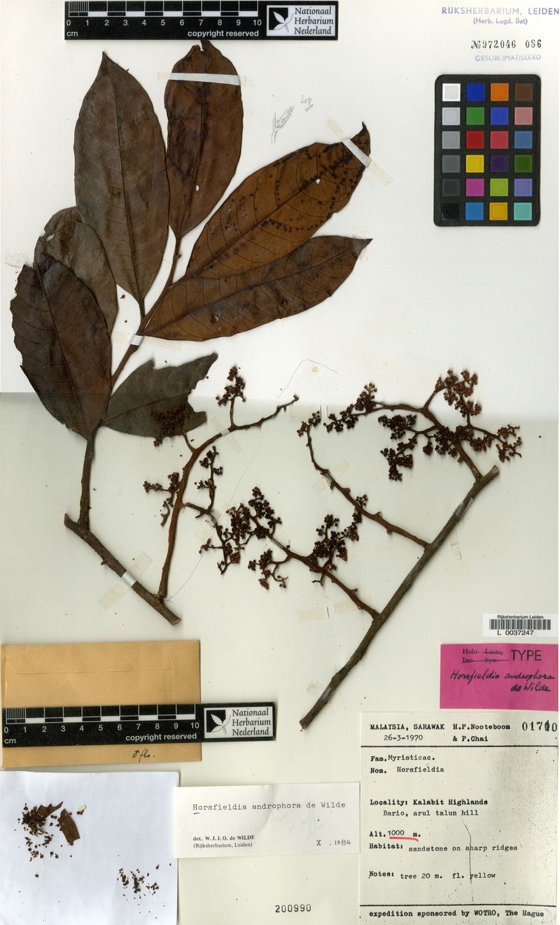 Horsfieldia androphora photo 3