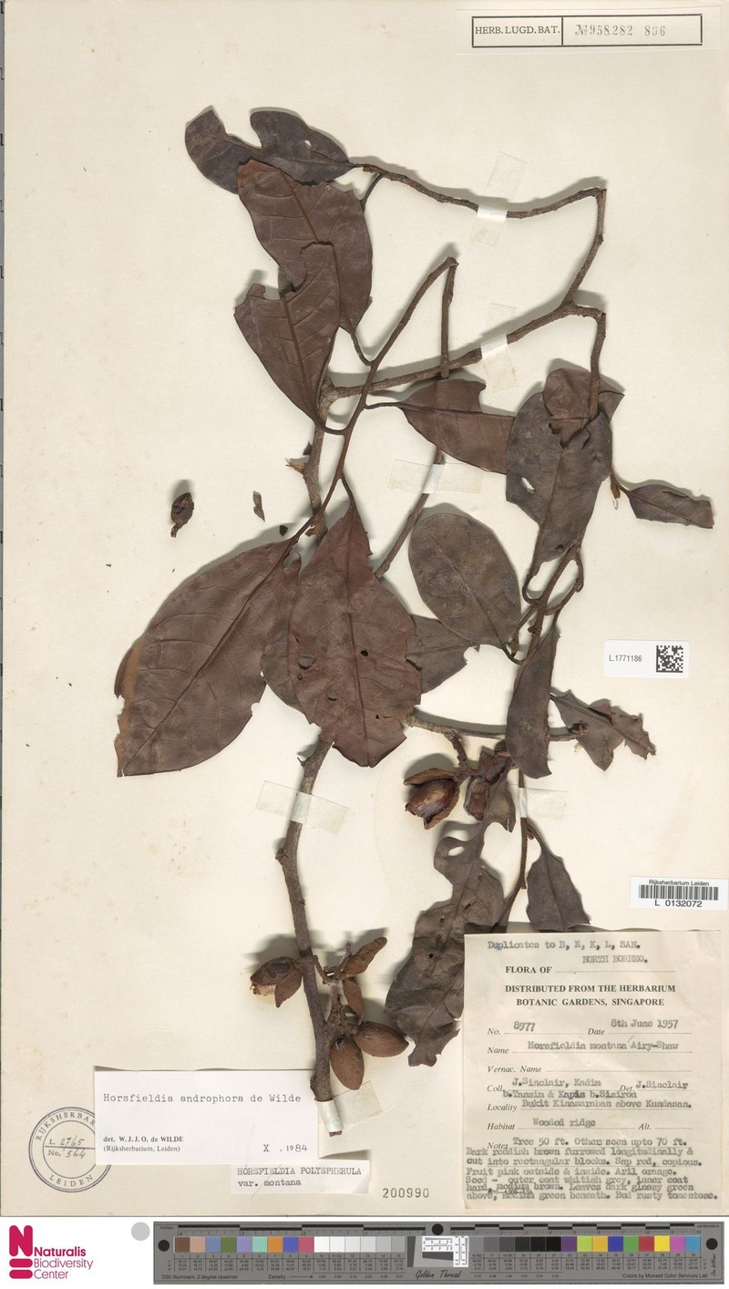 Horsfieldia androphora photo 4