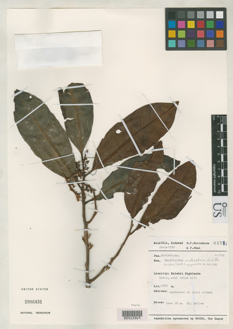 Horsfieldia androphora