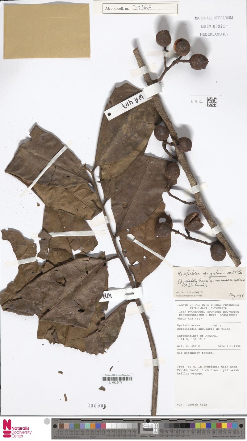 Horsfieldia angularis