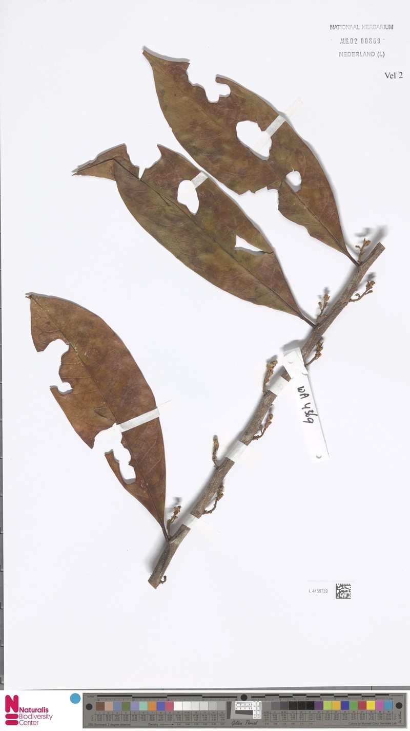 Horsfieldia angularis photo 4