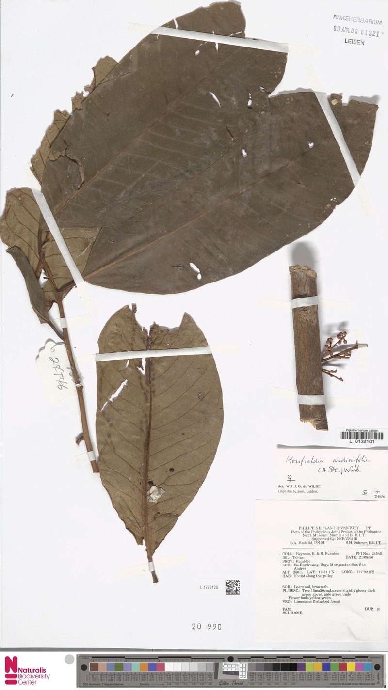 Horsfieldia ardisiifolia photo 2