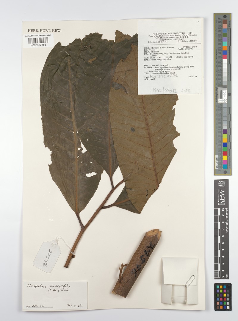 Horsfieldia ardisiifolia photo 3