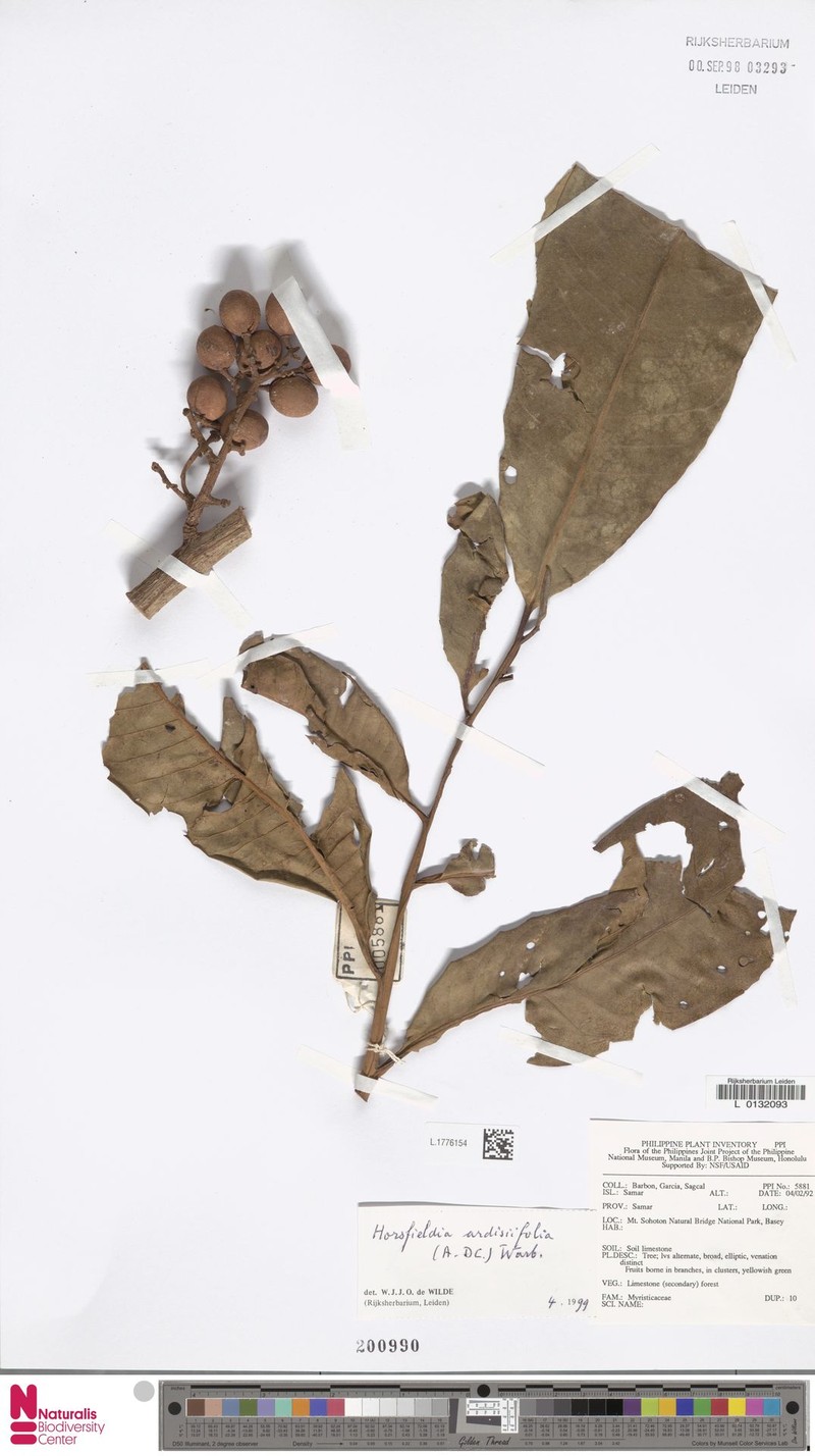 Horsfieldia ardisiifolia photo 4
