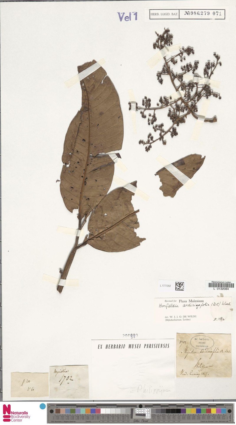 Horsfieldia ardisiifolia