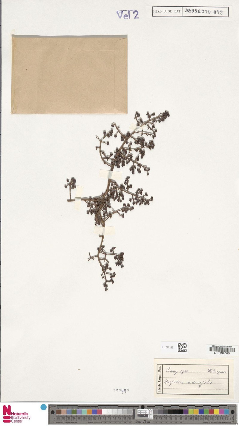 Horsfieldia ardisiifolia photo 6