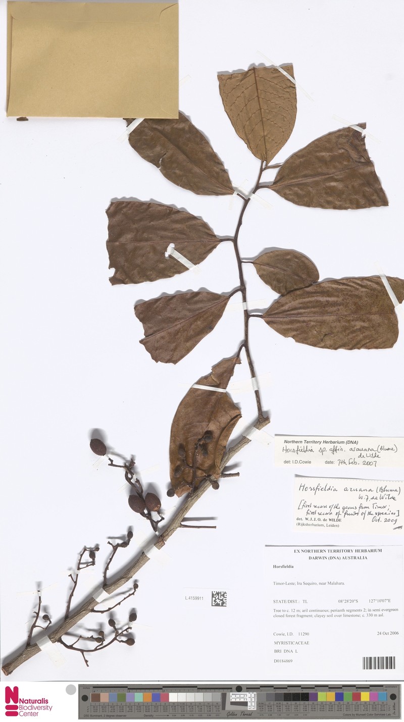 Horsfieldia aruana