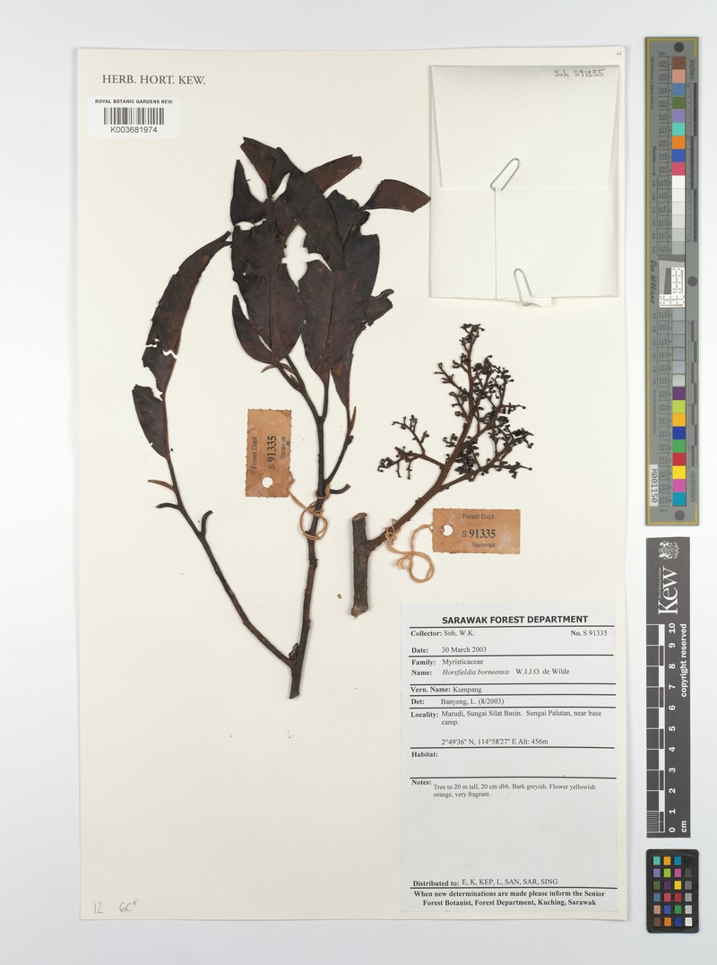 Horsfieldia borneensis