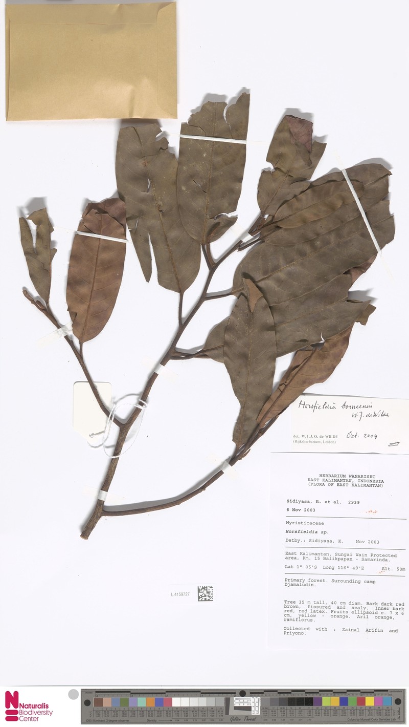 Horsfieldia borneensis photo 2