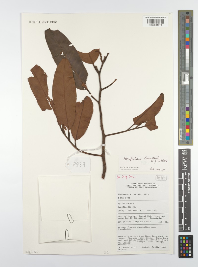 Horsfieldia borneensis photo 3