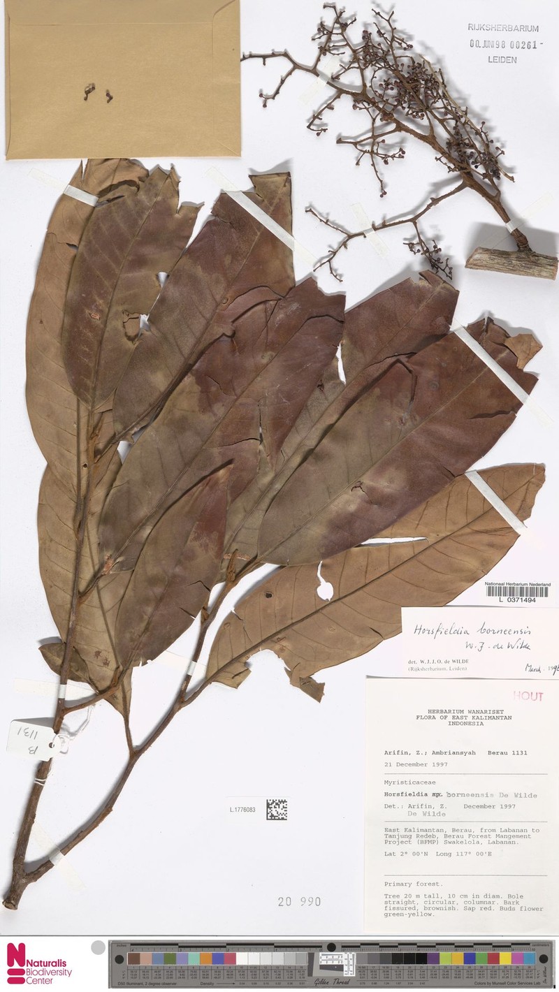 Horsfieldia borneensis photo 4