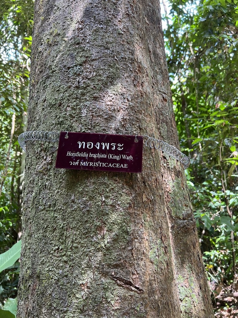 Horsfieldia brachiata