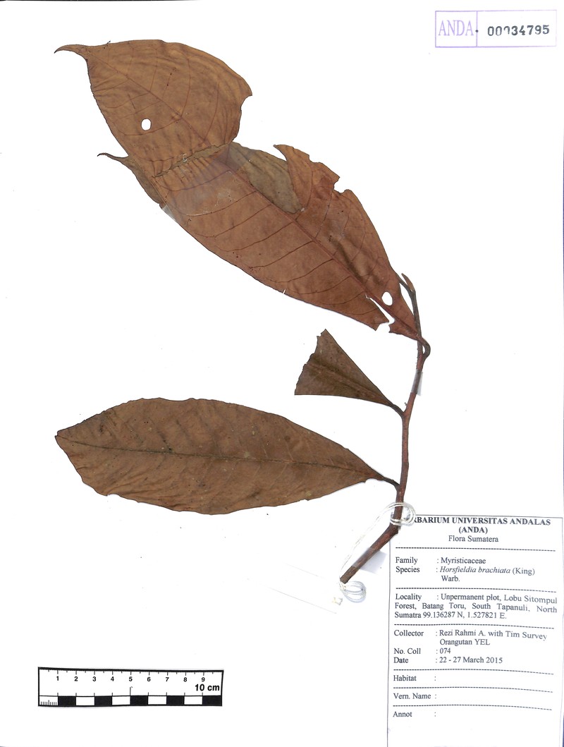 Horsfieldia brachiata photo 2
