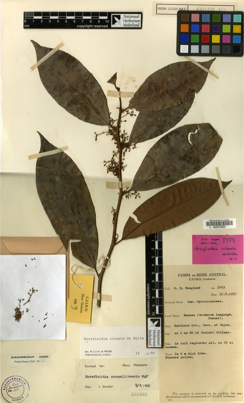 Horsfieldia clavata photo 2