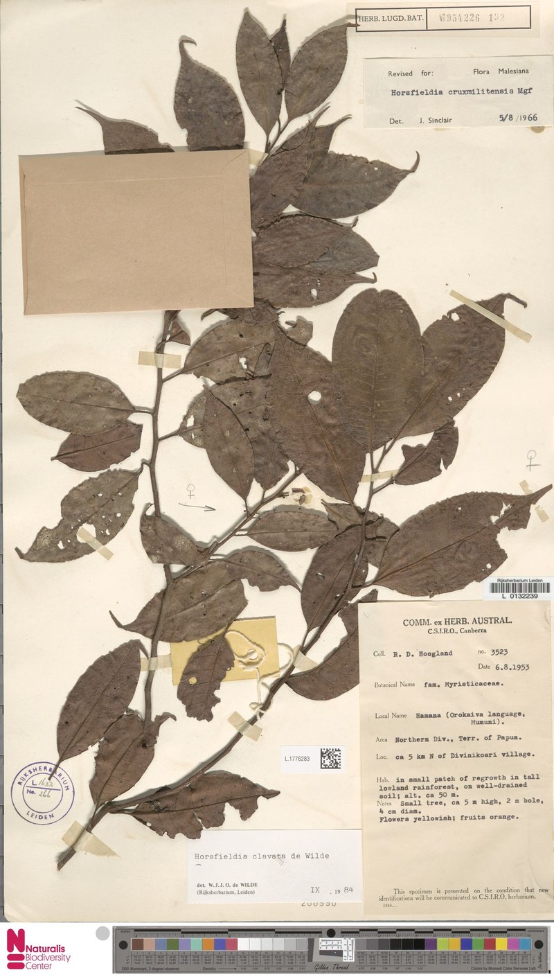 Horsfieldia clavata photo 3