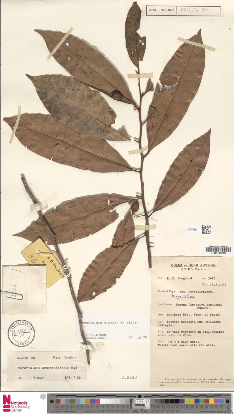 Horsfieldia clavata photo 4