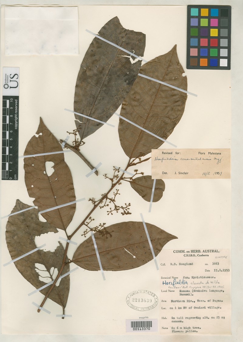 Horsfieldia clavata