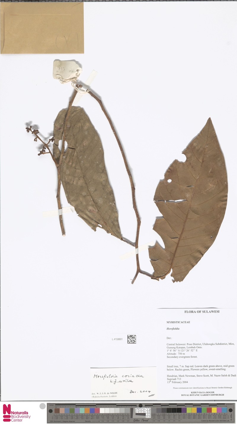Horsfieldia coriacea