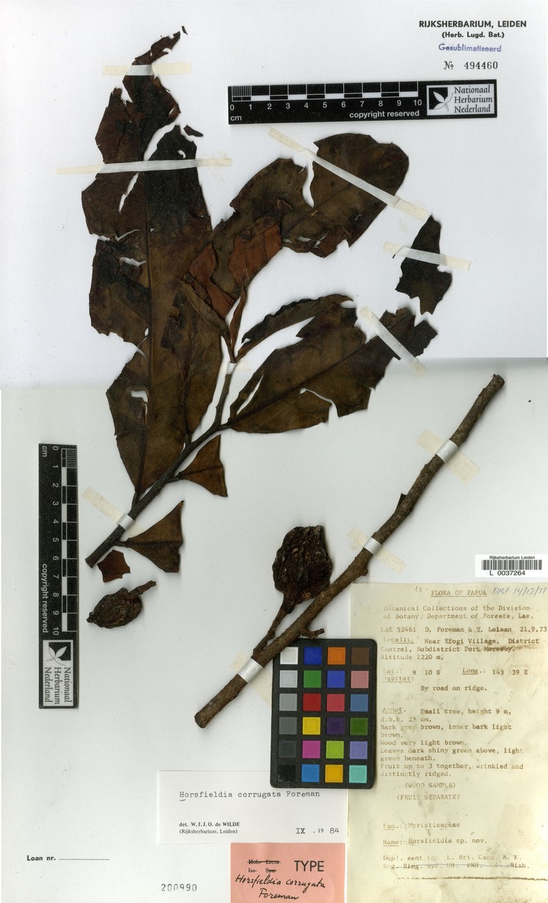 Horsfieldia corrugata