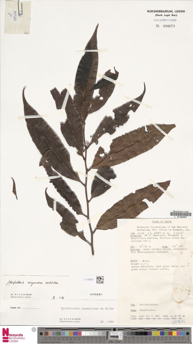 Horsfieldia coryandra