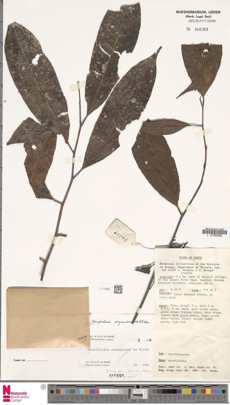 Horsfieldia coryandra photo 2