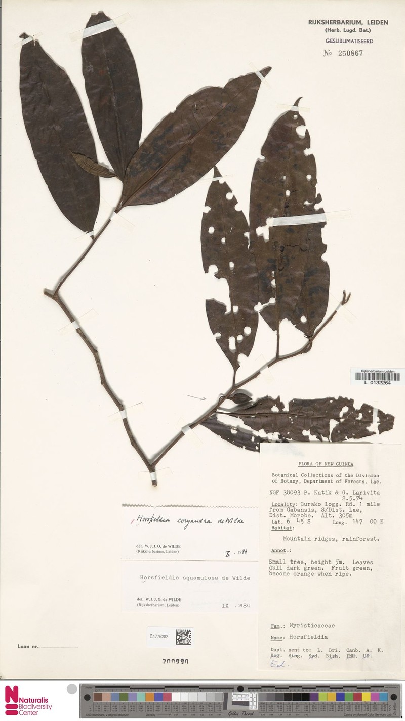 Horsfieldia coryandra photo 3