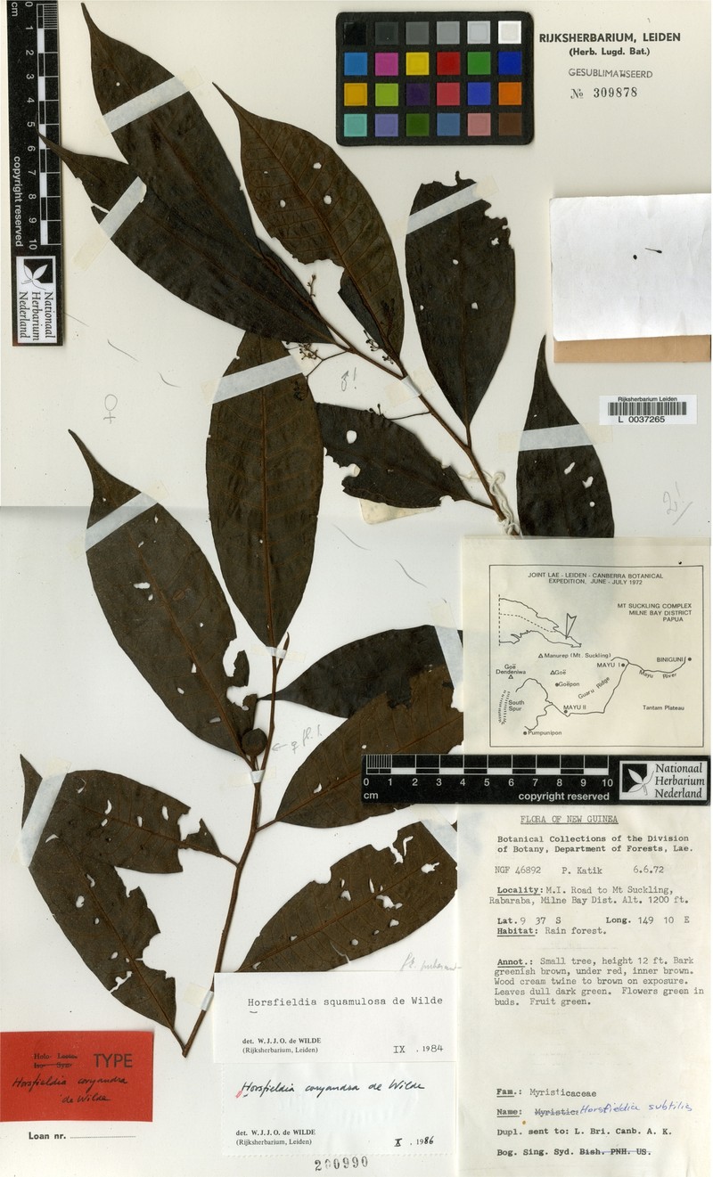 Horsfieldia coryandra photo 4