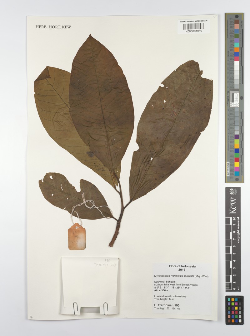 Horsfieldia costulata photo 2