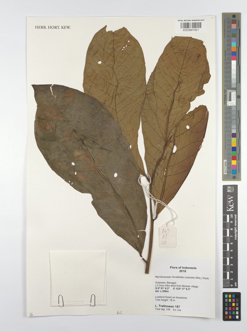 Horsfieldia costulata photo 3