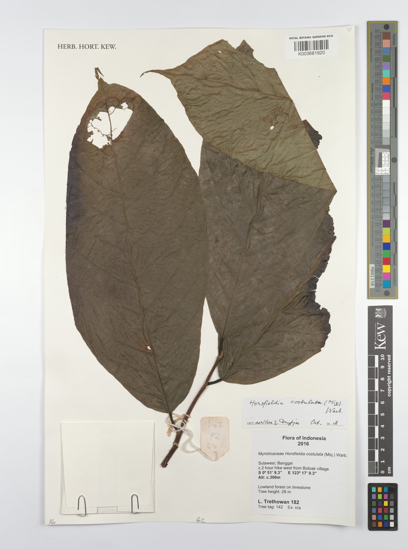 Horsfieldia costulata photo 4