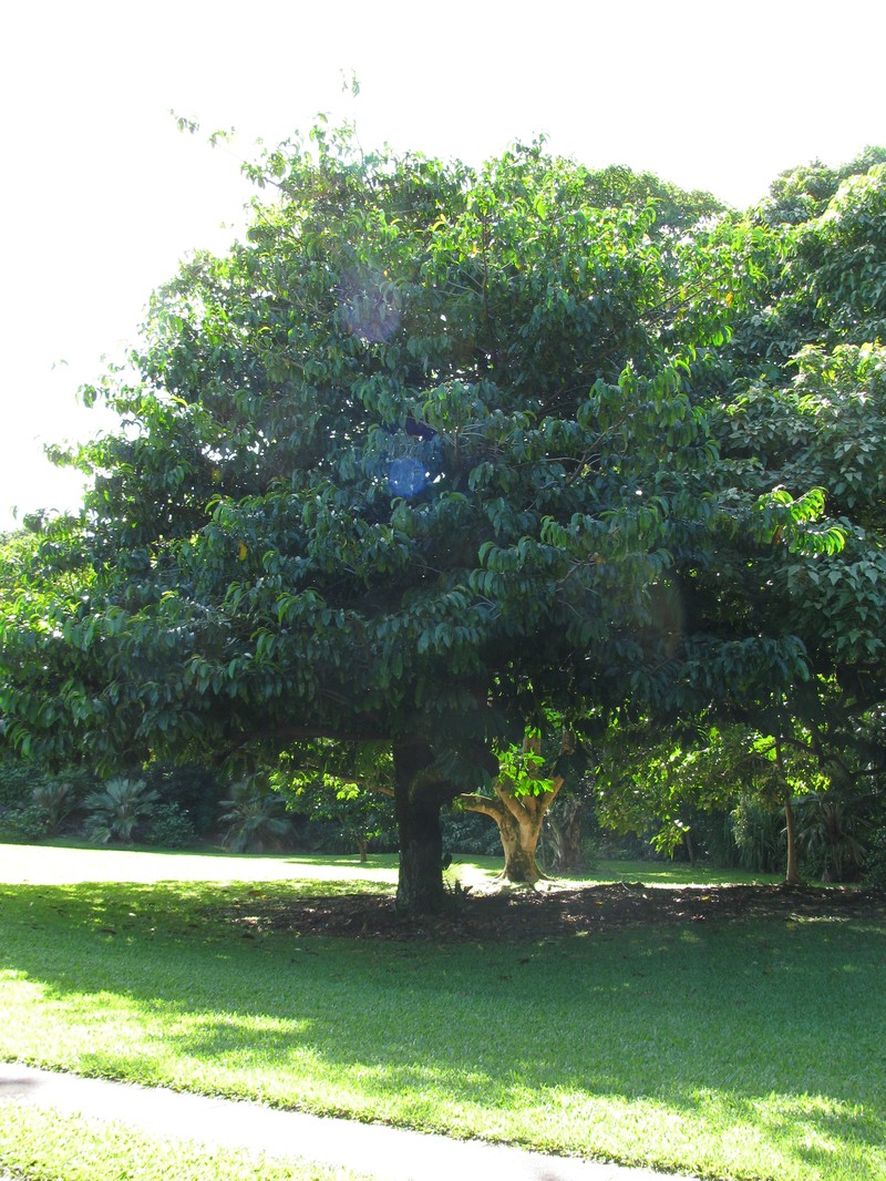 Horsfieldia costulata
